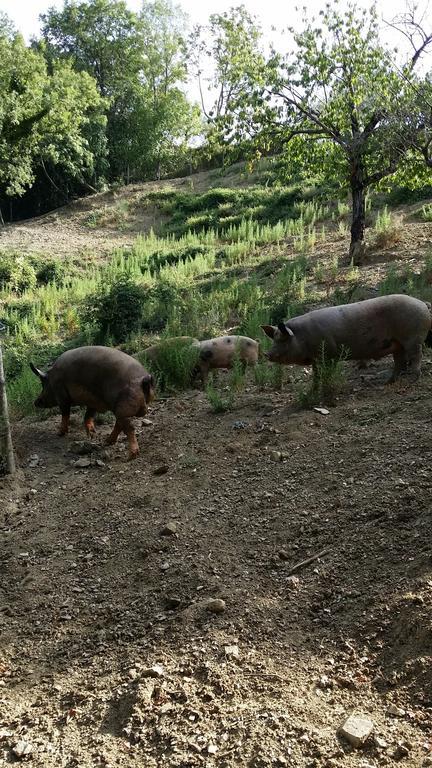 Agriturismo L'Antico Casolare Castelcivita Eksteriør billede